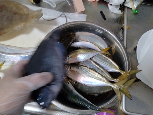 アジの釣果