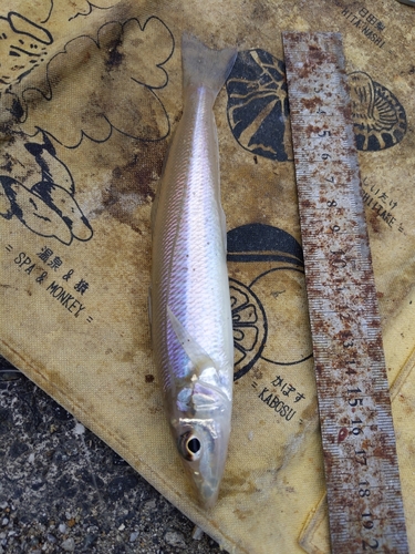 キスの釣果