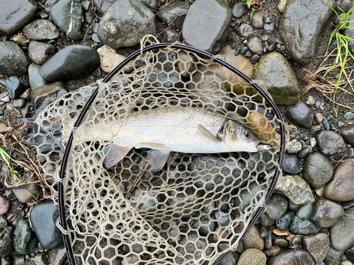 ウグイの釣果