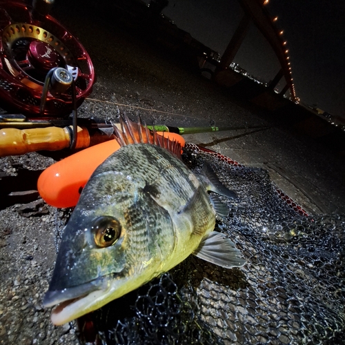 チヌの釣果