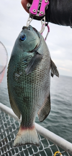 グレの釣果