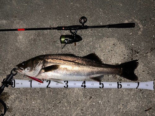 シーバスの釣果