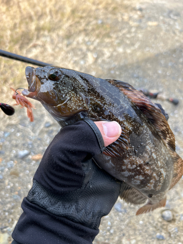 アイナメの釣果