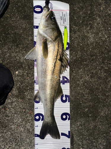 シーバスの釣果