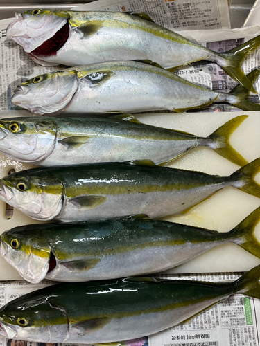 ハマチの釣果