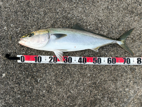 メジロの釣果