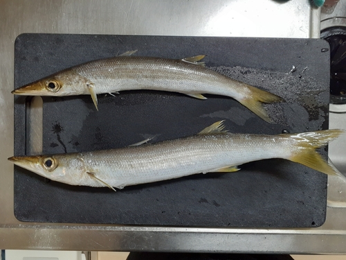 カマスの釣果