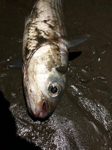 ボラの釣果