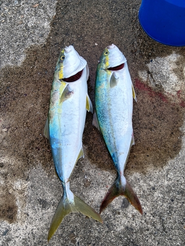 ハマチの釣果