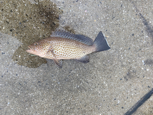 オオモンハタの釣果