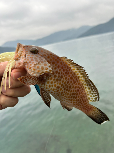 オオモンハタの釣果