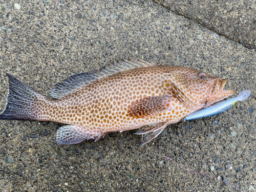 オオモンハタの釣果