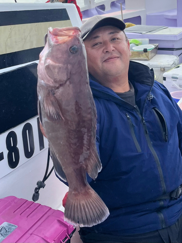 マハタの釣果