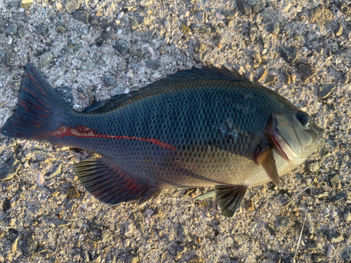 グレの釣果