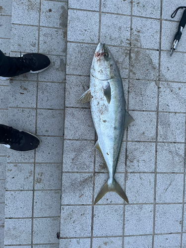 ハマチの釣果