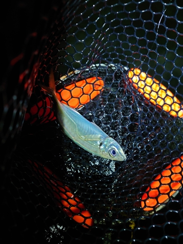 マアジの釣果