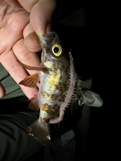 メバルの釣果