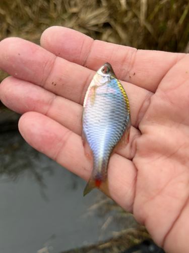 タイリクバラタナゴの釣果