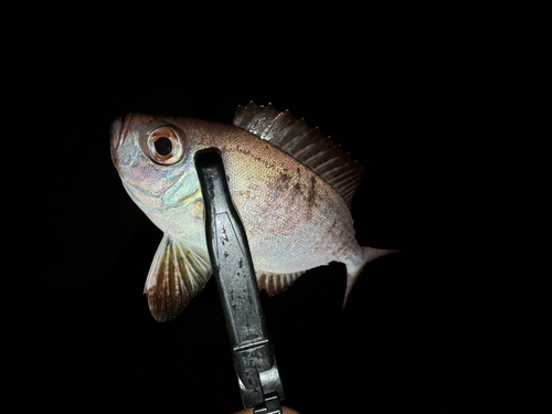 ホウセキキントキの釣果