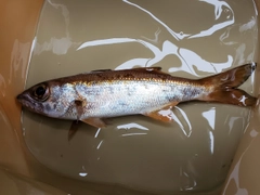 ムツの釣果