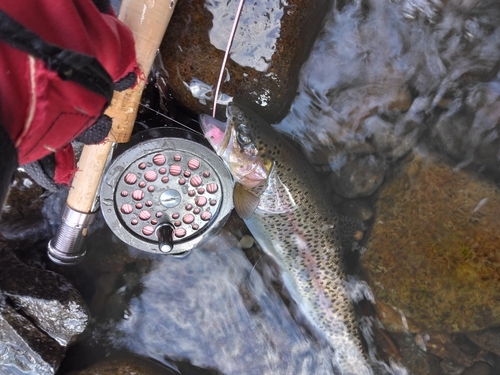 ニジマスの釣果