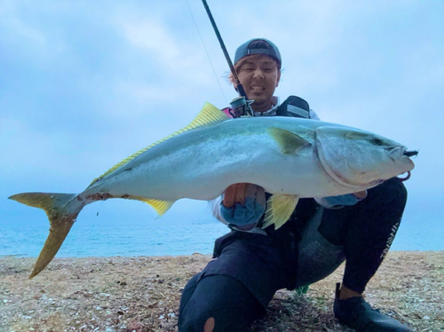 ブリの釣果