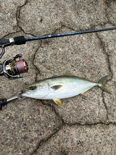 ハマチの釣果