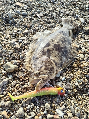 ヒラメの釣果