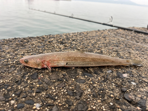 エソの釣果