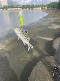 ヤマトビーの釣果