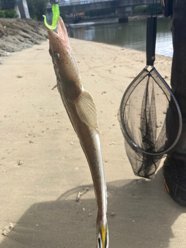 コチの釣果