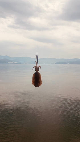 舞鶴湾