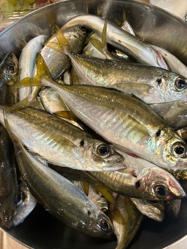 マアジの釣果