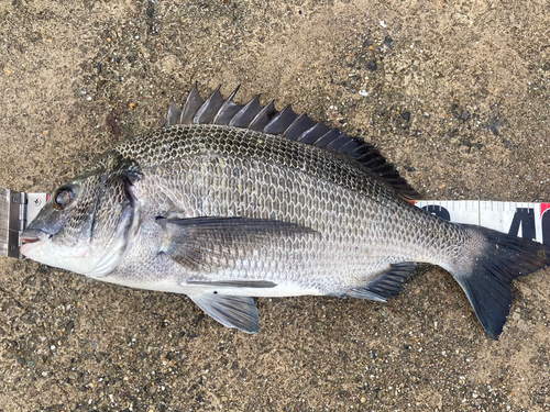 クロダイの釣果