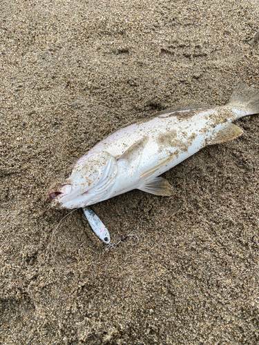 ニベの釣果