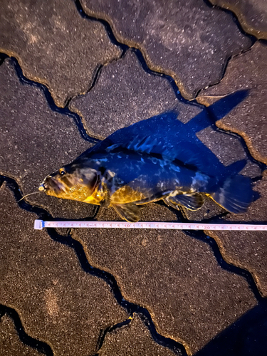 タケノコメバルの釣果