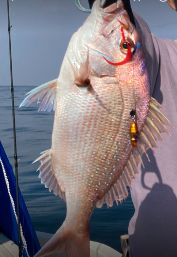 マダイの釣果