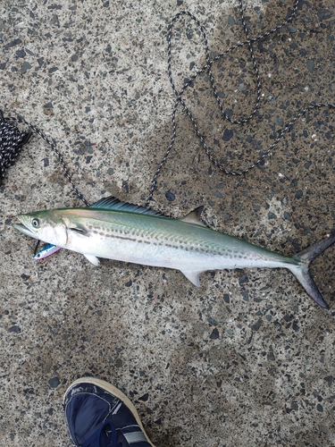 サゴシの釣果