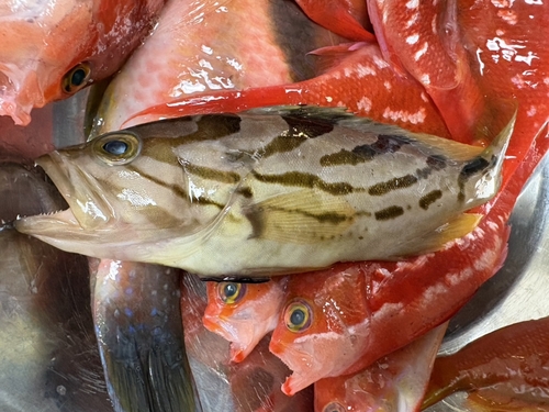 オオモンハタの釣果