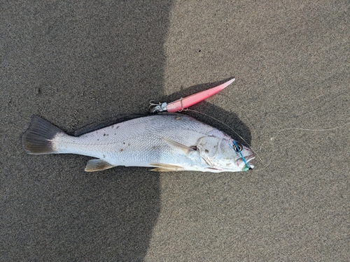 ニベの釣果