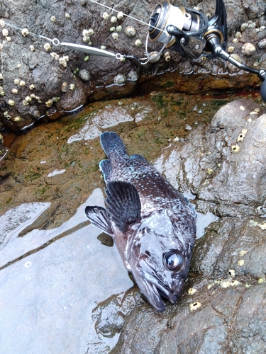 マゾイの釣果