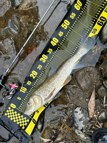 ニゴイの釣果