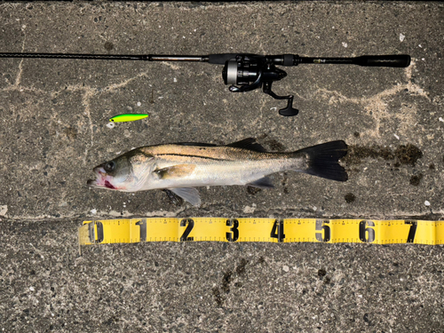 シーバスの釣果