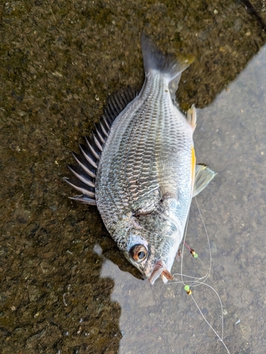 キビレの釣果