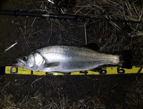 シーバスの釣果