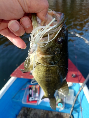 ラージマウスバスの釣果