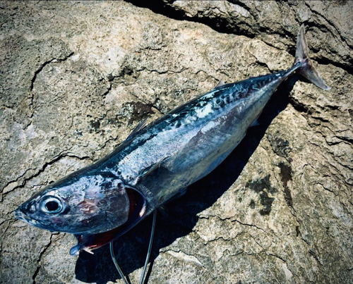 マルソウダの釣果