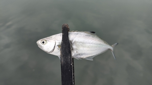 イケカツオの釣果