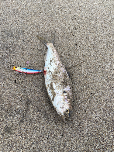 コノシロの釣果