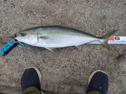 ハマチの釣果